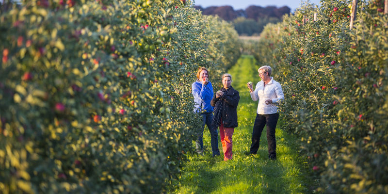 Drie appel etende vrouwen in fruitgaard in Zuid-Limburg.jpg
