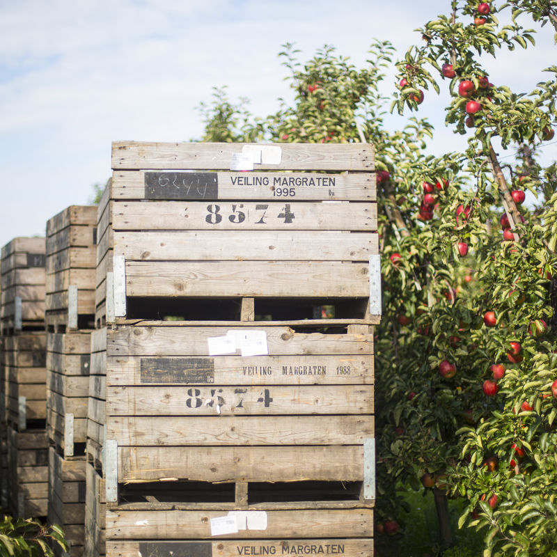 Fruitgaard met appel en veiliingkisten in Eijsden-Margraten.jpg