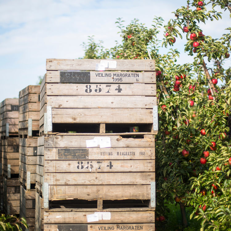 Appels, Fruit, Fruitkisten, Fruitgaard, Boerderij, Margraten Roosenboom