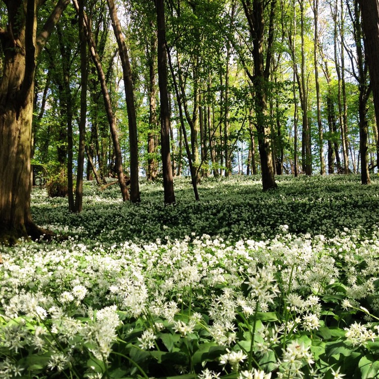 Wilde daslook groeit tussen de bomen in het Savelsbos