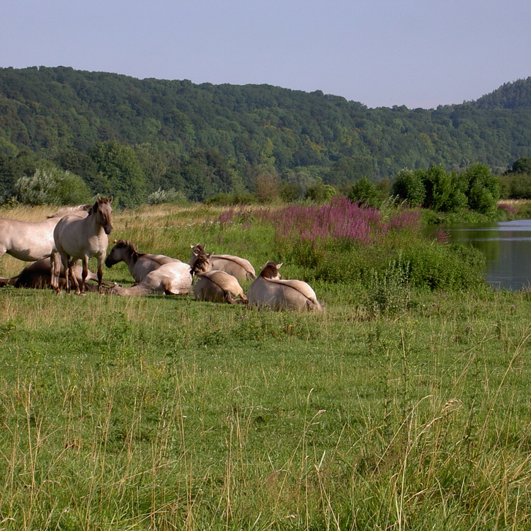 Een groep konikpaarden liggen te rusten op een grasland naast de Maas
