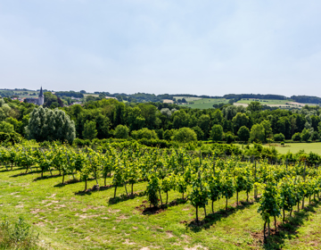 Uitzicht over wijngaard het Mheerelindje en de heuvels rondom Noorbeek
