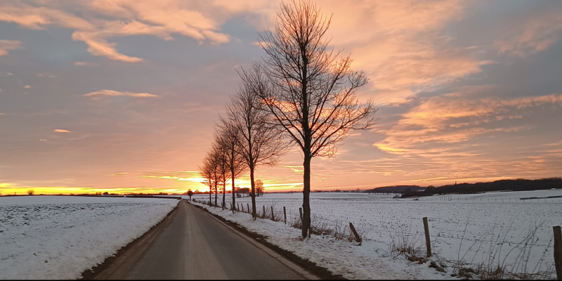 Weg langs bomenrij in winter landschap met sneeuw met roze lucht door ondergaande zon