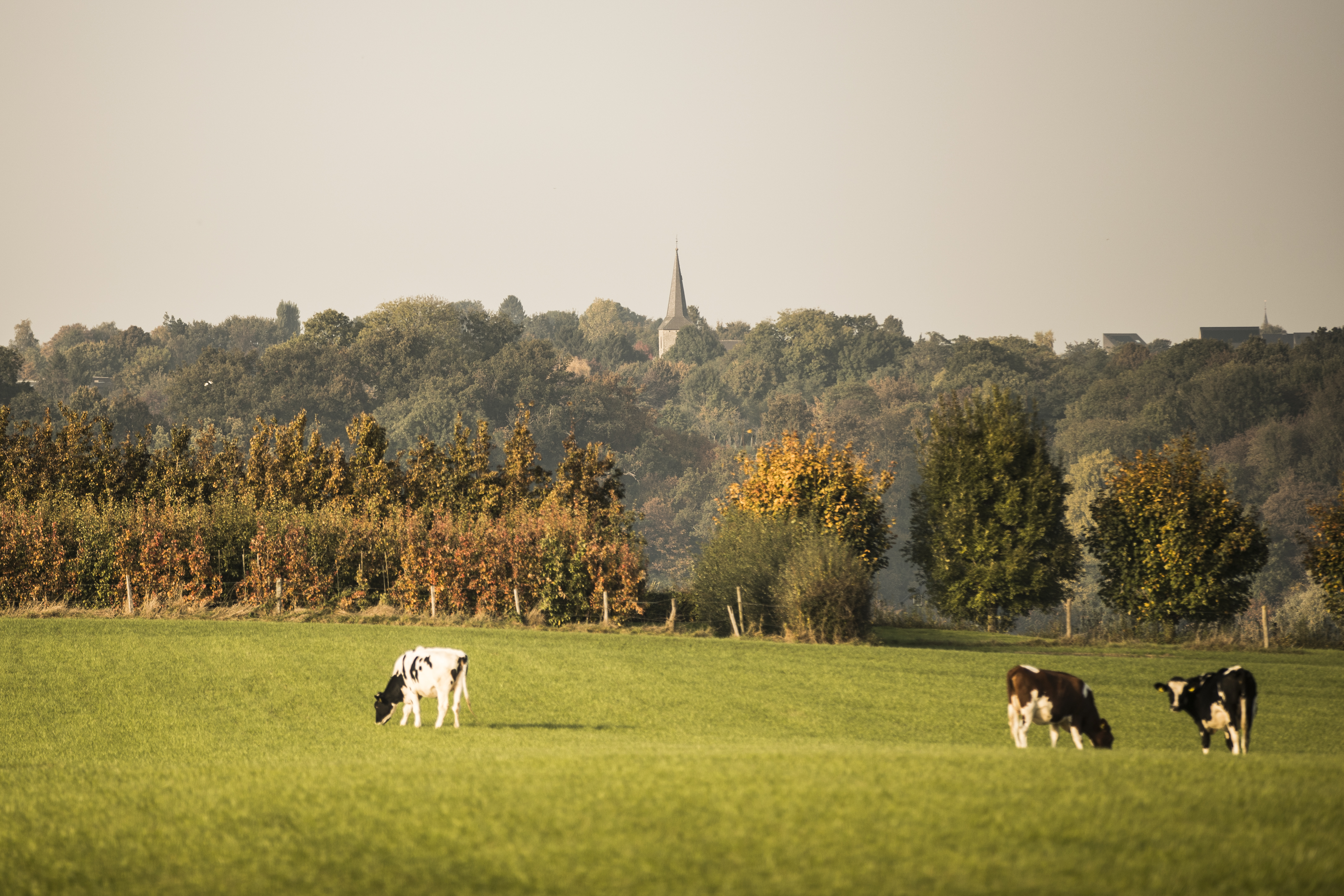 Wandelroute Eijsden-Margraten - Vakwerkwandeling Sint Geertruid