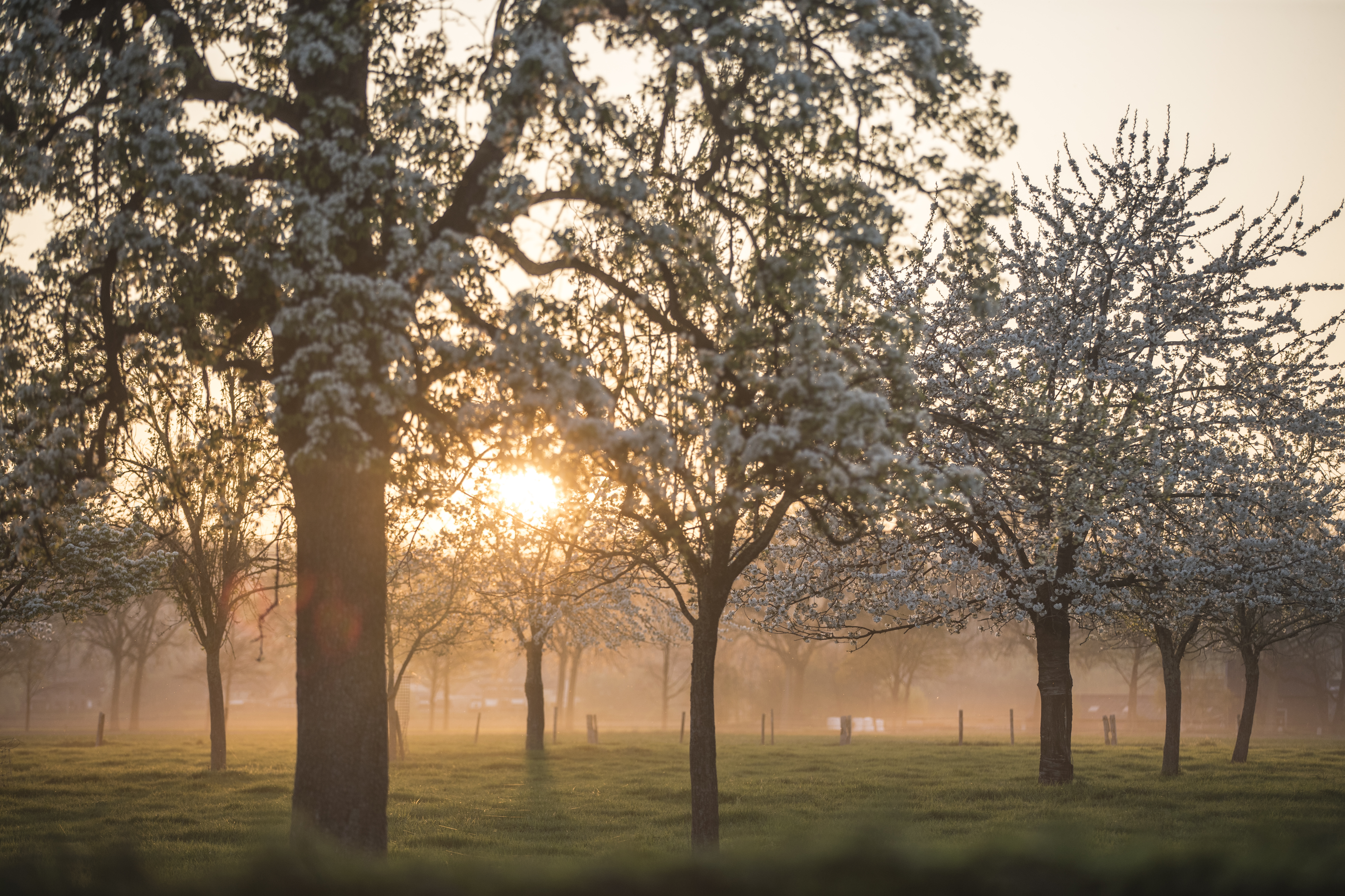 Wandelroute Eijsden-Margraten - Bloesemroute Mesch & Rijckholt
